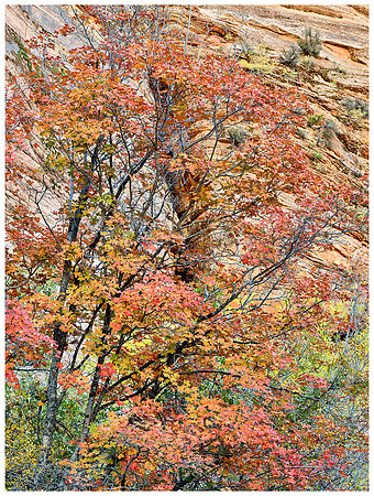 Red Maple, Autumn, Zion NP, Utah