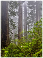 Blooming Rhododendrons and Redwoods, Spring, Del Norte Coast Redwoods SP, California