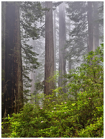 Blooming Rhododendrons and Redwoods, Spring, Del Norte Coast Redwoods SP, California
