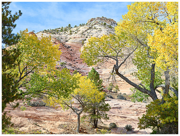 Cottonwoods and Sandstone Mesa, Autumn, Zion NP, Utah