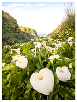 Big Sur Calla Lilies, Spring, Garrapata SP, California