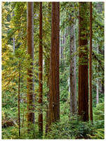Side lit Redwoods, Summer, Prairie Creek Redwoods SP, California