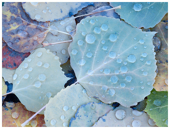 Blue Aspen Leaves, Autumn, Near Telluride, Colorado