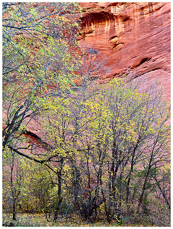 Yellow Maples and Sandstone Wall, Autumn, Kolob Canyon, Zion NP, Utah