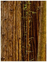 Redwood Tree Detail, Summer, Prairie Creek Redwoods SP, California