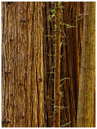 Redwood Tree Detail, Summer, Prairie Creek Redwoods SP, California