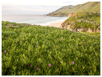 Big Sur Coastline and Ice Plants, Spring, Garrapata SP, California