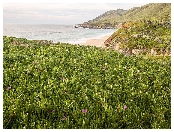 Big Sur Coastline and Ice Plants, Spring, Garrapata SP, California
