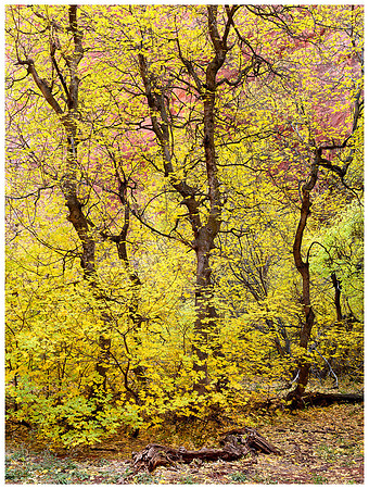 Yellow Maple Trees, Autumn, Kolob Canyon, Zion NP, Utah