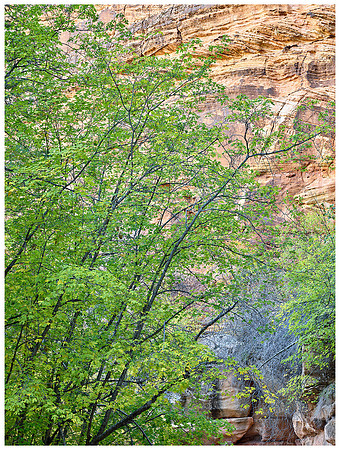 Silver Maple, Autumn, Zion NP, Utah