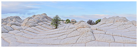 Brain Rock and Lone Tree, Spring, White Pocket, Arizona