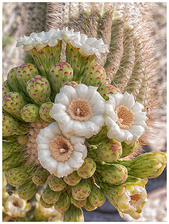 Saguaro Cactus Bloom, Spring, Saguaro NP, Arizona