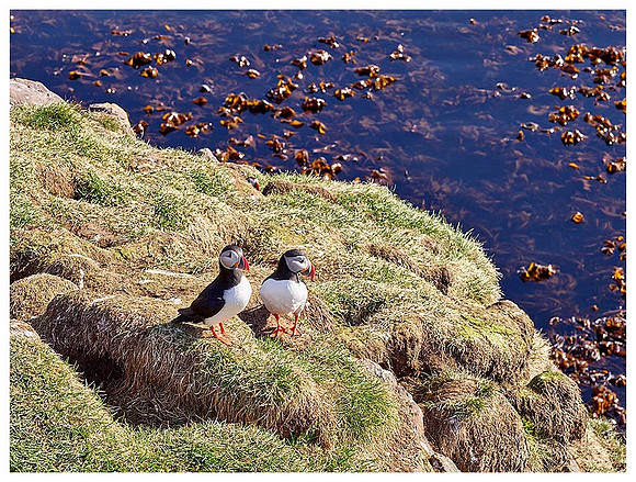 Puffins, Borgarfjörður Eystri, Iceland