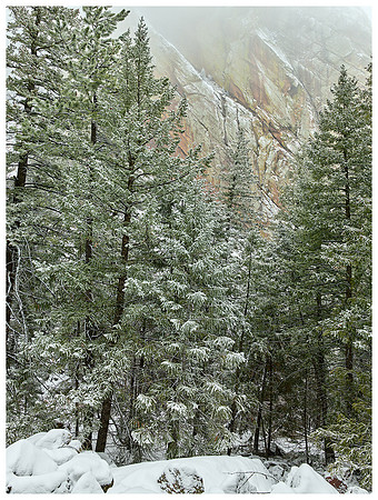Evergreens, Sandstone in Fog, Winter, Eldorado Canyon, Colorado