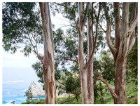 Eucalyptus Trees, Spring, Big Sur, California