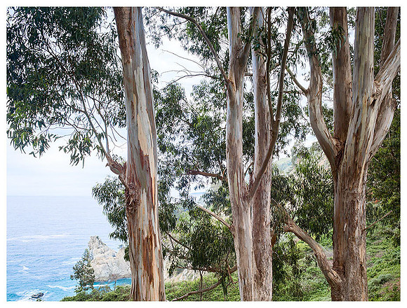 Eucalyptus Trees, Spring, Big Sur, California