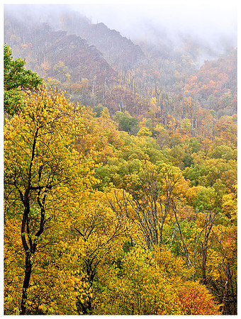 Foggy Hillside, Autumn, Great Smoky Mountains NP, Tennessee