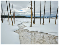 Dead trees and creek fed by hot spring runoff, Winter, Yellowstone NP, Wyoming