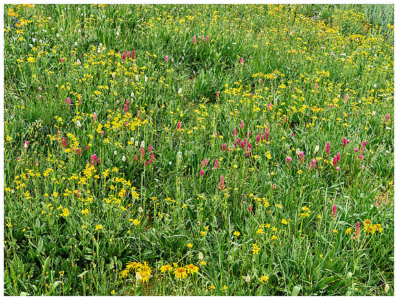American Basin Flowers, Summer, Near Lake City, Colorado