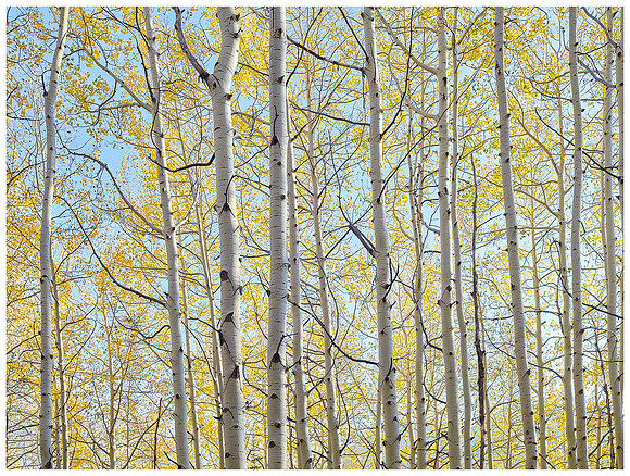 Aspens and Sky, Autumn, Kebler Pass, Colorado