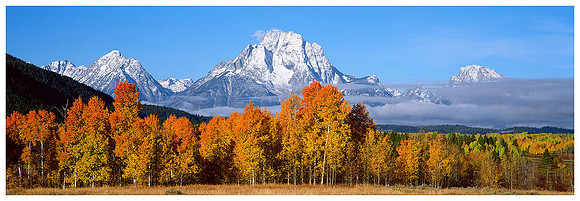Mount Moran Fall Color, Grand Teton NP, Wyoming