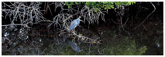 Blue Heron, Winter, Ding Darling Wildlife Refuge, Florida
