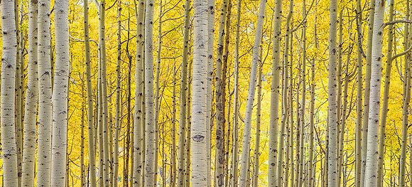 Aspen Trunks Fall
