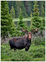 Bull Moose with velvet antlers, Summer, Brainard Lake RA, Colorado