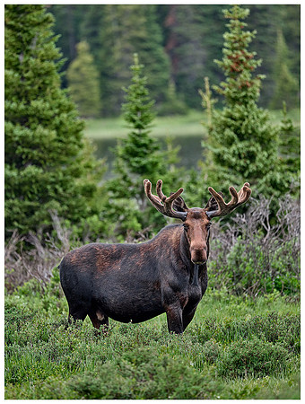 Bull Moose with velvet antlers, Summer, Brainard Lake RA, Colorado