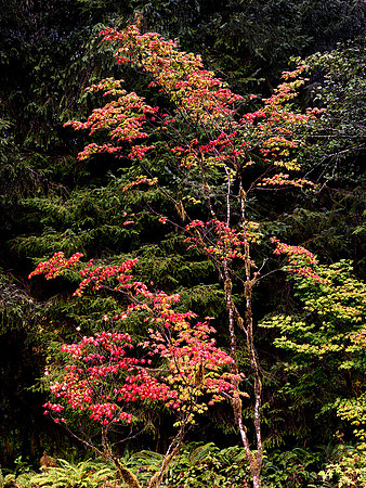 Olympic NP Maple Tree Autumn