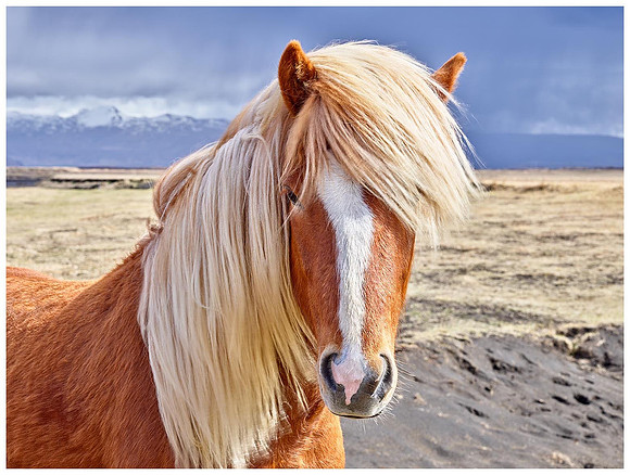 "Fabio" Icelandic Horse, Vik, Iceland