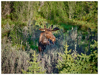 Bull Moose peaking out of the bushes, Spring, Grand Teton NP, Wyoming