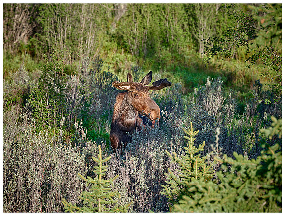 Bull Moose peaking out of the bushes, Spring, Grand Teton NP, Wyoming