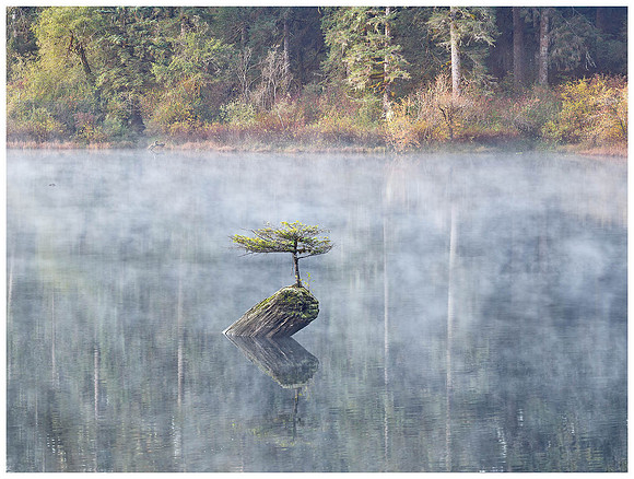 Fairy Tree, Autumn, Port Renfrew BC, Vancouver Island, Canada