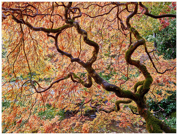 Japanese Maple Tree, Autumn, Victoria BC, Vancouver Island, Canada