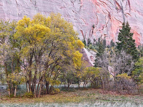 Kolob Canyon Meadow Autumn