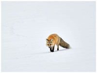 Red fox, Winter, Yellowstone NP, Wyoming