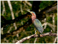 Green Heron. Winter, Audubon Corkscrew Swamp Sanctuary. Everglades. Near Naples Florida