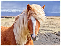"Fabio" Icelandic Horse, Vik, Iceland