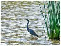Great Blue Heron, Winter,  Myakka River State Park, Florida