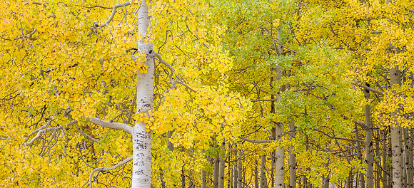 Aspen Tress Fall