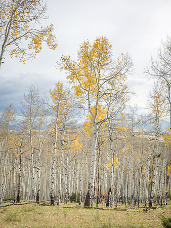 Aspen Tree Meadow
