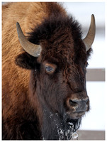 Female Bison in Winter, Yellowstone NP, Wyoming