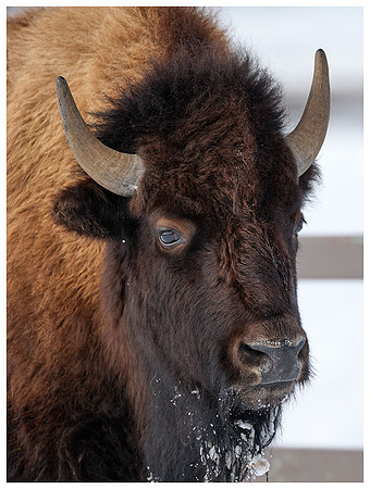 Female Bison in Winter, Yellowstone NP, Wyoming