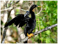 Anhinga drying itself, Winter,  Audubon Corkscrew Swamp Sanctuary. Everglades. Near Naples Florida.
