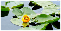 Rocky Mountain Pond Lily, Summer, Brainard Lake RA, Colorado