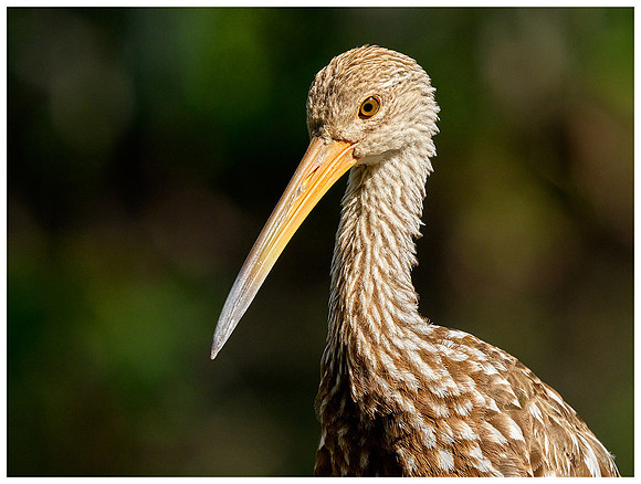 Limpkin in the sun, Winter, Audubon Corkscrew Swamp Sanctuary. Everglades. Near Naples Florida.