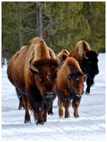 Bison Mom and her calf lead the herd, Winter, Yellowstone NP, Wyoming