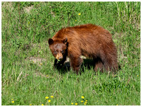 Black Bear, Spring, Yellowstone NP, Wyoming